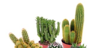 Caratteristiche e metodi per curare le piante grasse 79 0 Piante grasse